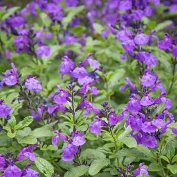 Salvia  - microphylla - So Cool Purple - COV